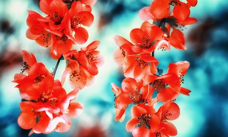 Обои цветы, цветение, макро, весна, айва, flowers, flowering, macro, spring, quince разрешение 2048x1356 Загрузить
