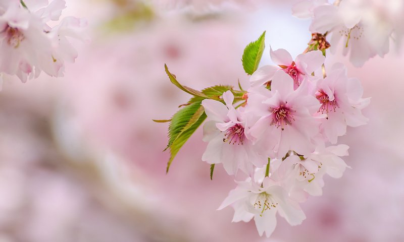 Обои весна, розовый, сакура, нежность, spring, pink, sakura, tenderness разрешение 2048x1276 Загрузить