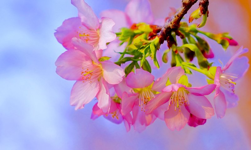 Обои ветка, цветение, макро, весна, вишня, сакура, цветки, branch, flowering, macro, spring, cherry, sakura, flowers разрешение 2319x1547 Загрузить