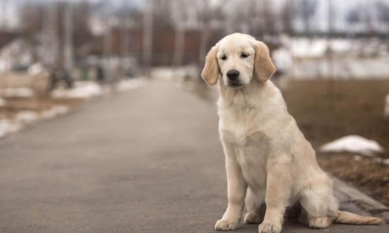 Обои собака, пес, золотистый ретривер, dog, golden retriever разрешение 3600x2375 Загрузить