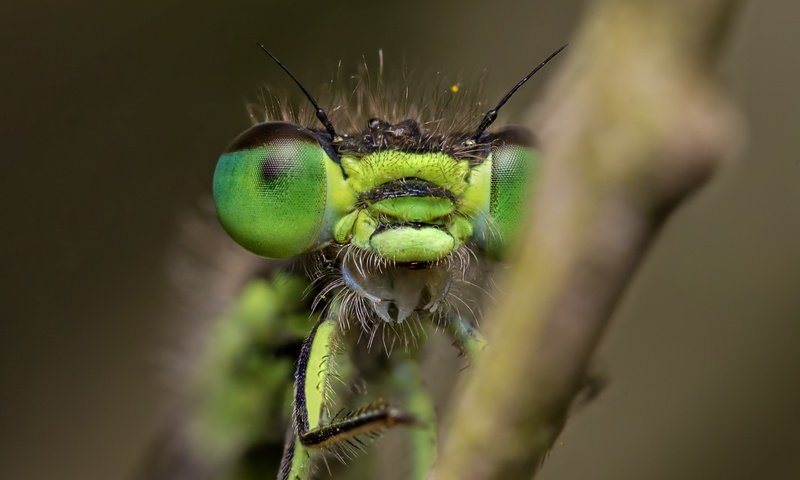 Обои глаза, природа, макро, насекомое, размытость, стрекоза, крупным планом, eyes, nature, macro, insect, blur, dragonfly, closeup разрешение 1920x1212 Загрузить