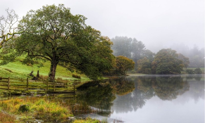 Обои озеро, природа, дерево, туман, lake, nature, tree, fog разрешение 1920x1200 Загрузить