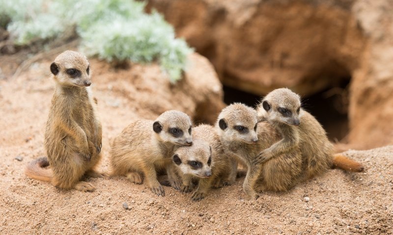 Обои песок, сурикаты, сурикат, детеныши, семейство, sand, meerkats, meerkat, cubs, family разрешение 2880x1920 Загрузить