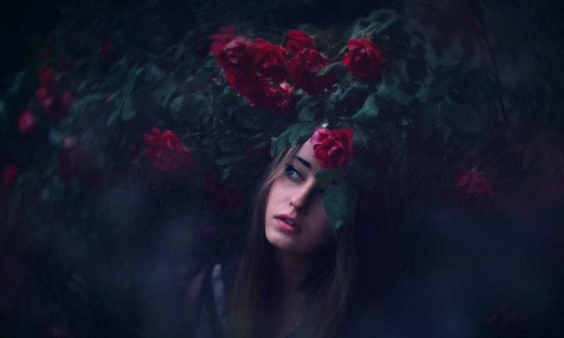 Обои девушка, розы, lichon, piekny, girl, roses разрешение 2048x1365 Загрузить