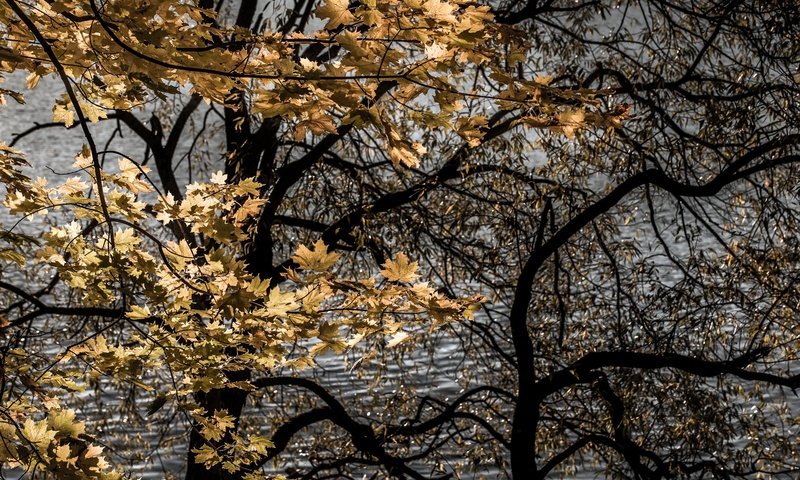 Обои деревья, листья, осень, trees, leaves, autumn разрешение 2000x1333 Загрузить