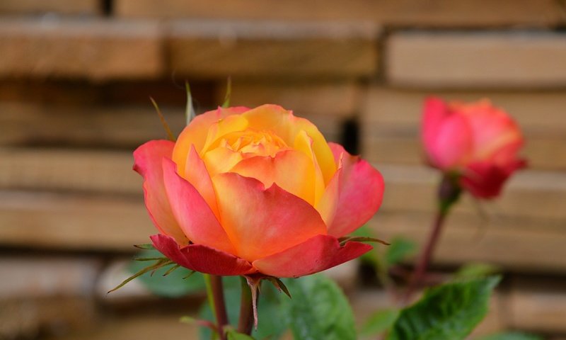 Обои роза, боке, rose, bokeh разрешение 3000x1864 Загрузить