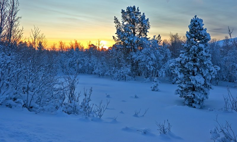 Обои деревья, снег, закат, зима, кусты, норвегия, норвегии, hedmark fylke, nordli, хедмарк, hedmark, trees, snow, sunset, winter, the bushes, norway разрешение 4608x2592 Загрузить