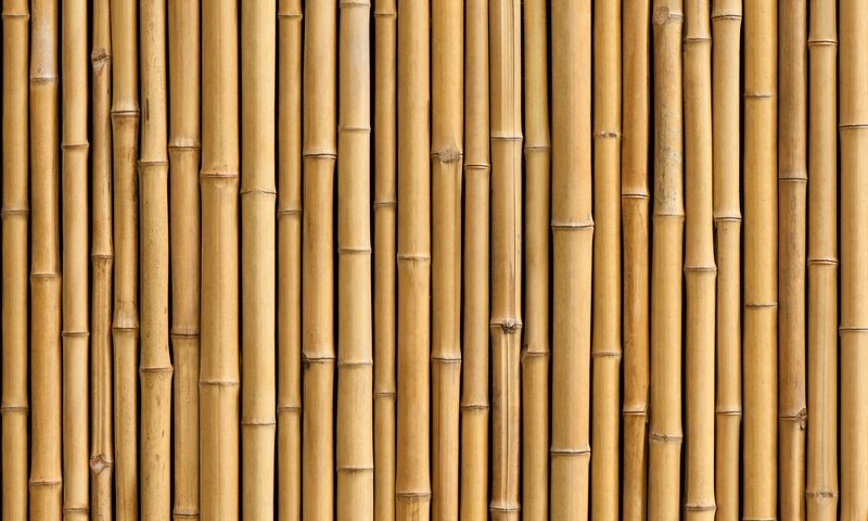 Обои бамбук, ствол, завод, bamboo, trunk, plant разрешение 6144x4088 Загрузить