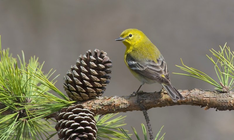 Обои ветка, птица, шишки, сосна, сосновый лесной певун, branch, bird, bumps, pine, pine forest songster разрешение 4530x3020 Загрузить