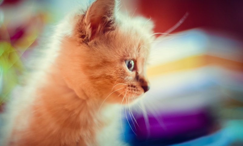Обои макро, кошка, котенок, пушистый, милость, красивый котик, macro, cat, kitty, fluffy, mercy, beautiful cat разрешение 3696x2448 Загрузить