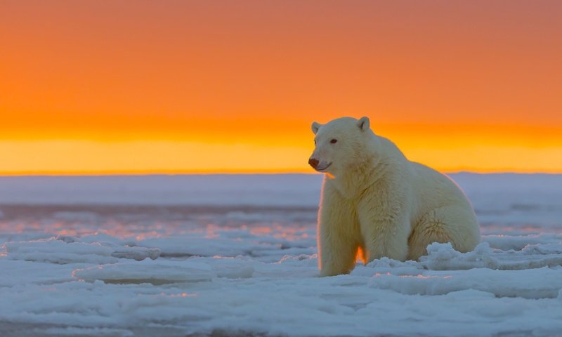 Обои закат, лёд, белый медведь, аляска, sunset, ice, polar bear, alaska разрешение 3720x2480 Загрузить
