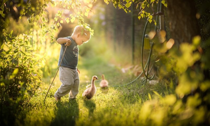 Обои трава, природа, зелень, дети, птицы, ребенок, мальчик, гусь, grass, nature, greens, children, birds, child, boy, goose разрешение 2048x1365 Загрузить