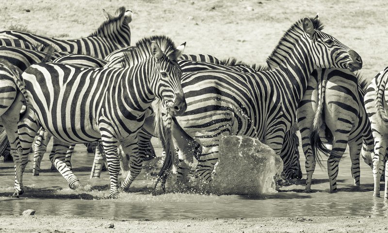 Обои природа, животные, чёрно-белое, африка, зебры, млекопитающие, prophil newton, nature, animals, black and white, africa, zebra, mammals разрешение 1920x1200 Загрузить