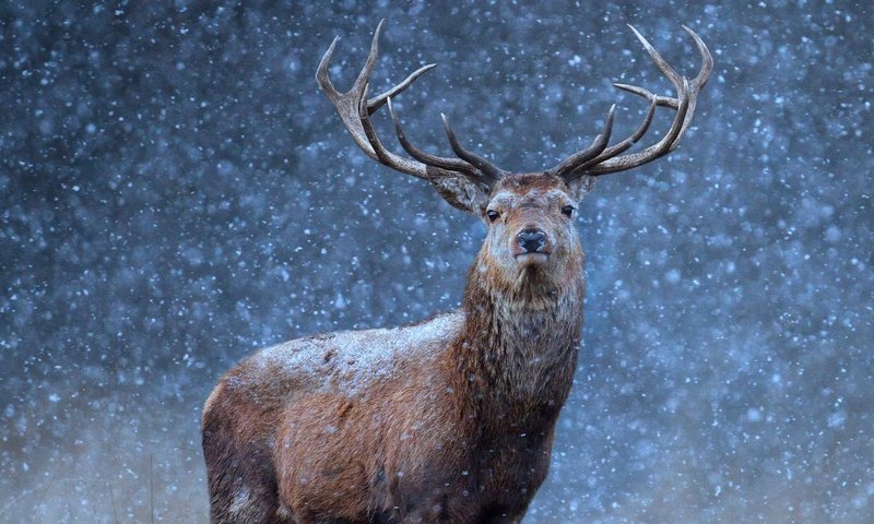 Обои снег, природа, олень, зима, взгляд, рога, snow, nature, deer, winter, look, horns разрешение 1920x1080 Загрузить