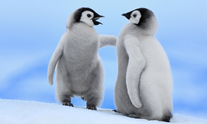 Обои животные, птицы, пингвины, animals, birds, penguins разрешение 1920x1080 Загрузить