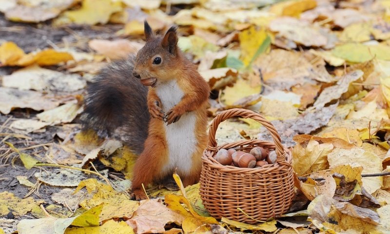 Обои орехи, осень, белка, корзинка, nuts, autumn, protein, basket разрешение 2960x2108 Загрузить