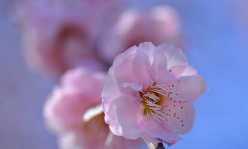 Обои природа, цветение, лепестки, весна, сакура, nature, flowering, petals, spring, sakura разрешение 3000x2140 Загрузить