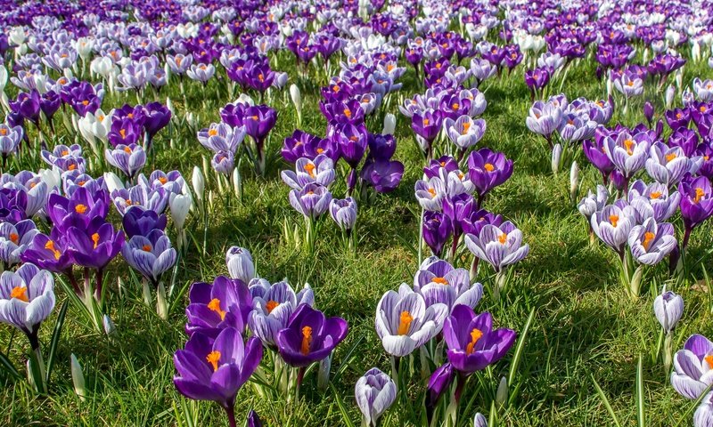 Обои цветы, трава, весна, крокусы, шафран, flowers, grass, spring, crocuses, saffron разрешение 2048x1335 Загрузить