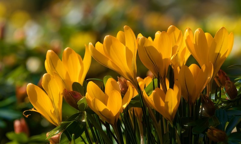 Обои цветы, весна, желтые, крокусы, шафран, flowers, spring, yellow, crocuses, saffron разрешение 5906x3937 Загрузить