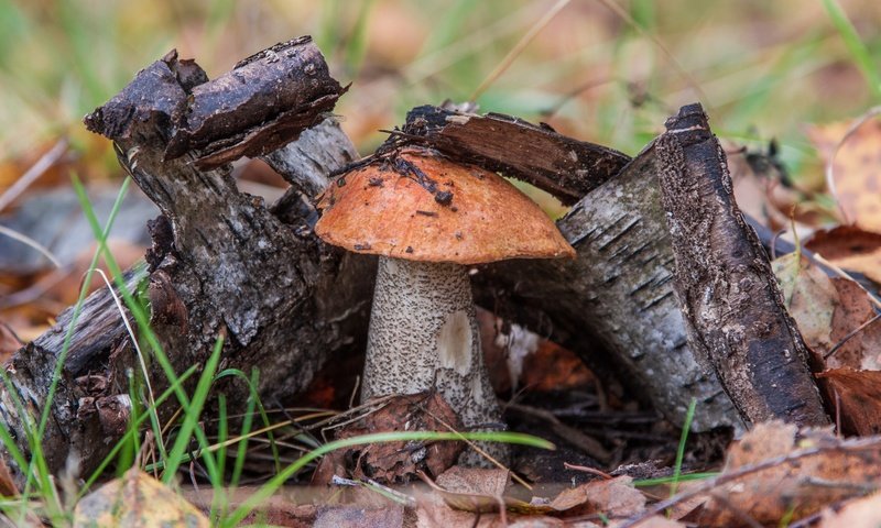 Обои трава, природа, дерево, гриб, подосиновик, осенние листья, grass, nature, tree, mushroom, boletus, autumn leaves разрешение 3000x2000 Загрузить