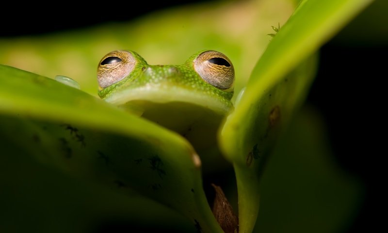 Обои природа, фон, лягушка, nature, background, frog разрешение 2560x1583 Загрузить