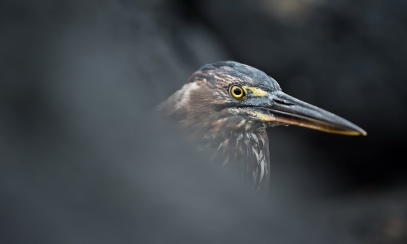 Обои птица, цапля, butorides sundevalli, lava heron, bird, heron разрешение 2601x1440 Загрузить