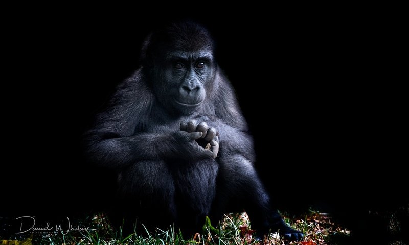 Обои природа, фон, черный фон, обезьяна, горилла, примат, nature, background, black background, monkey, gorilla, the primacy of разрешение 2560x1708 Загрузить