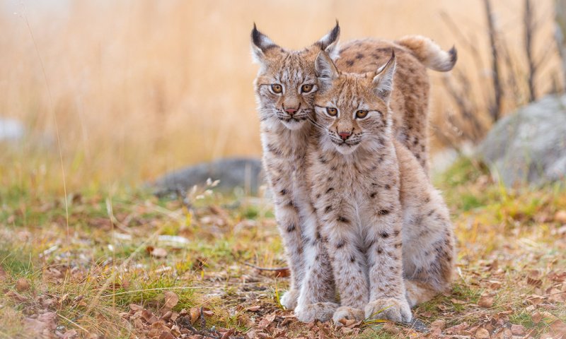 Обои рысь, животные, хищник, дикие кошки, рыси, рысята, lynx, animals, predator, wild cats, the lynx разрешение 4312x2725 Загрузить