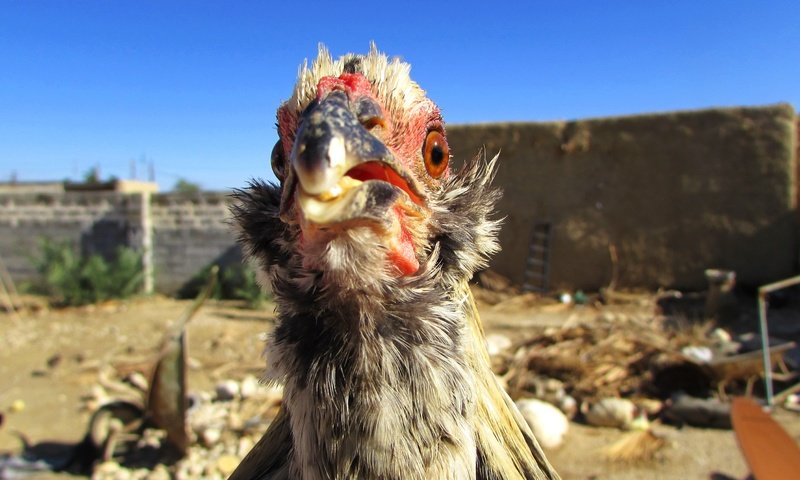 Обои небо, птица, курица, голубое небо, птаха, куриное мясо, the sky, bird, chicken, blue sky разрешение 3000x1687 Загрузить