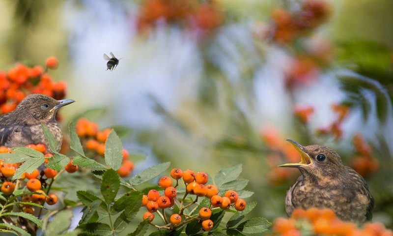 Обои природа, ветки, птицы, ягоды, пчела, рябина, nature, branches, birds, berries, bee, rowan разрешение 2048x1366 Загрузить