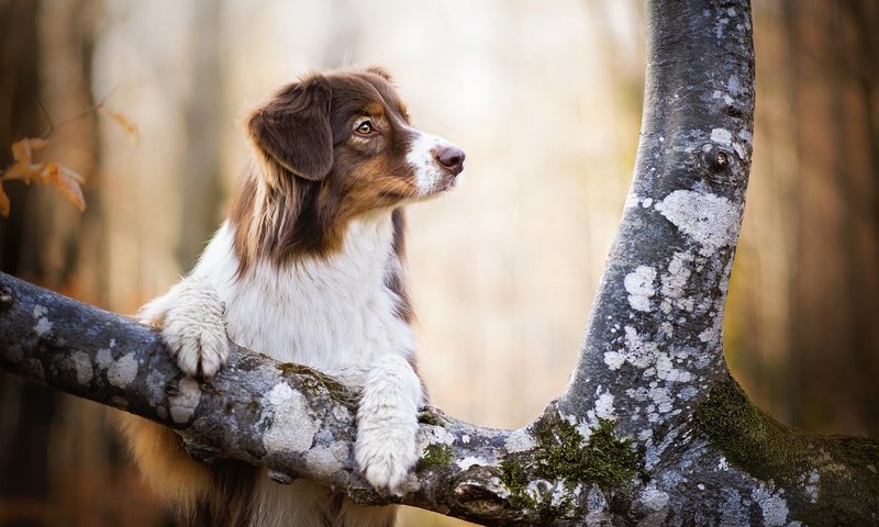 Обои дерево, мордочка, собака, лапки, кейли, австралийская овчарка, dackelpuppy, tree, muzzle, dog, legs, kaylee, australian shepherd разрешение 2048x1367 Загрузить