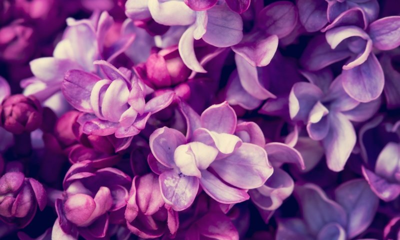 Обои цветы, цветение, весна, сирень, flowers, flowering, spring, lilac разрешение 5760x3840 Загрузить