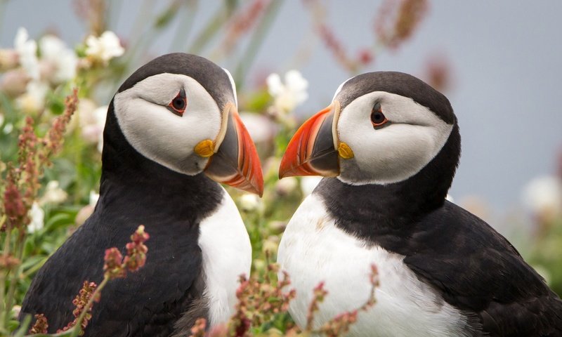 Обои цветы, птицы, тупик, атлантический тупик, flowers, birds, stalled, atlantic puffin разрешение 2048x1323 Загрузить