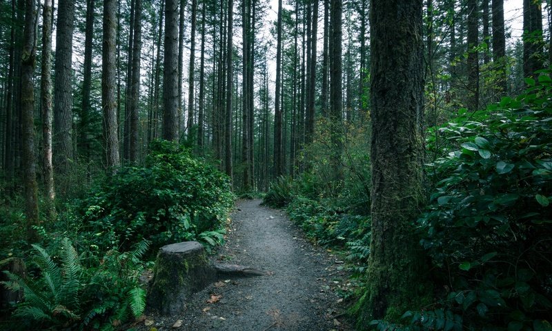 Обои деревья, лес, тропинка, тропа, мох, папоротник, чаща, trees, forest, path, trail, moss, fern, thicket разрешение 5196x3464 Загрузить