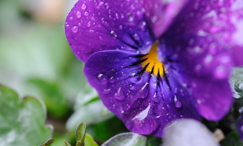 Обои цветы, макро, капли, лепестки, анютины глазки, виола, flowers, macro, drops, petals, pansy, viola разрешение 2048x1363 Загрузить