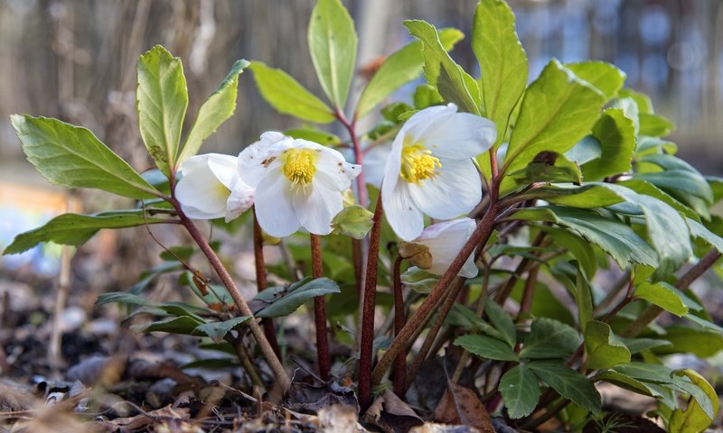 Обои цветы, макро, белые, морозник, геллеборус, flowers, macro, white, hellebore, helleborus разрешение 2048x1407 Загрузить