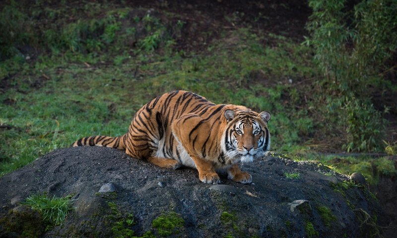 Обои бугор, тигр, природа, смотрит, взгляд, хищник, сидит, полосатый, растительность, tiger, nature, looks, look, predator, sitting, striped, vegetation разрешение 2048x1367 Загрузить
