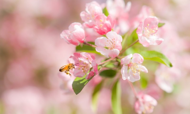 Обои цветение, макро, насекомое, вишня, пчела, цветки, боке, flowering, macro, insect, cherry, bee, flowers, bokeh разрешение 2400x1600 Загрузить