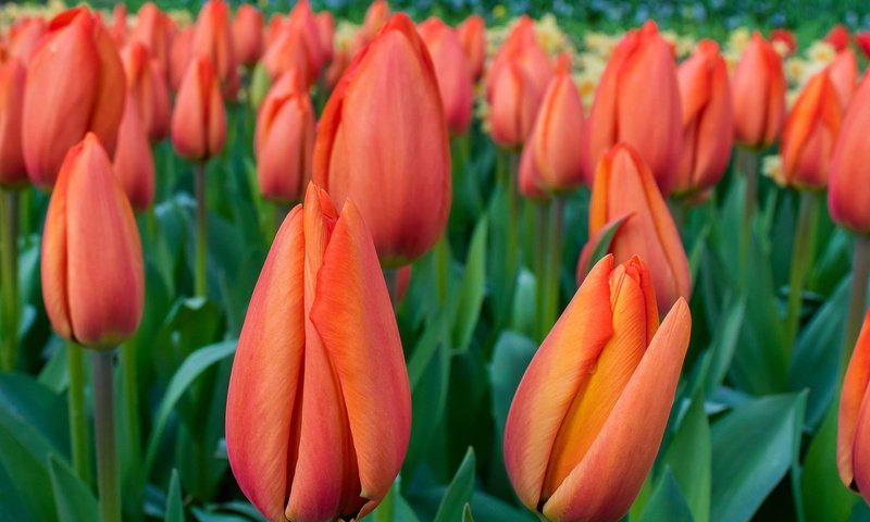 Обои цветы, весна, тюльпаны, flowers, spring, tulips разрешение 2048x1467 Загрузить
