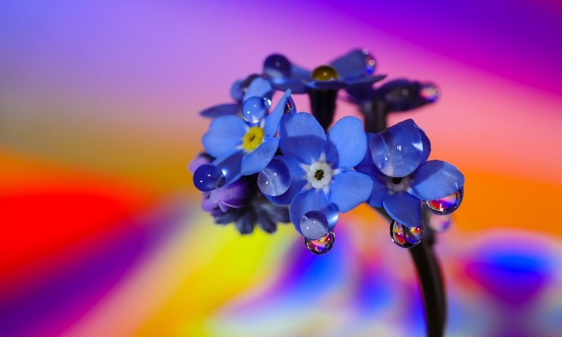 Обои макро, фон, цветок, цвет, капли воды, незабудка, macro, background, flower, color, water drops, forget-me-not разрешение 2048x1152 Загрузить