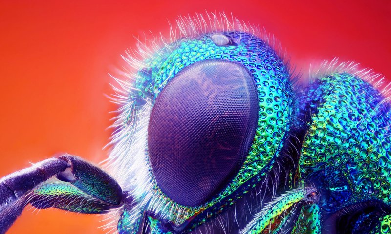 Обои макро, насекомое, глаз, муха, macro, insect, eyes, fly разрешение 1920x1080 Загрузить