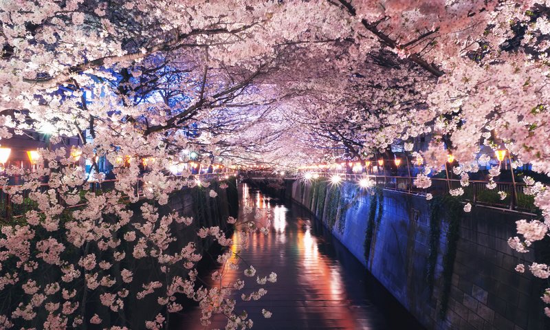 Обои ночь, огни, цветение, канал, япония, весна, сакура, night, lights, flowering, channel, japan, spring, sakura разрешение 2048x1363 Загрузить