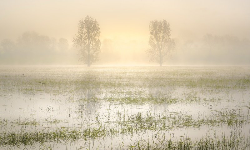 Обои трава, деревья, вода, озеро, утро, туман, grass, trees, water, lake, morning, fog разрешение 5836x3030 Загрузить