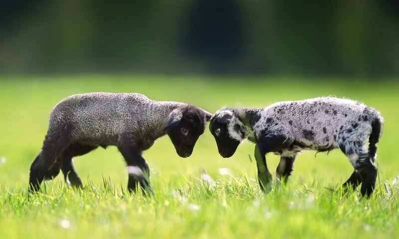 Обои трава, пара, лужайка, баран, овца, барашки, grass, pair, lawn, ram, sheep, lambs разрешение 2048x1365 Загрузить