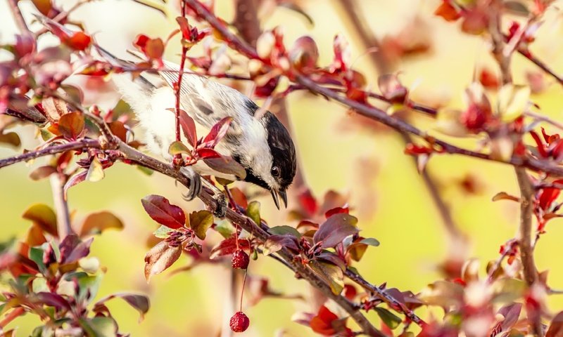 Обои дерево, ветки, птица, плоды, яблоня, синица, tree, branches, bird, fruit, apple, tit разрешение 3840x2560 Загрузить