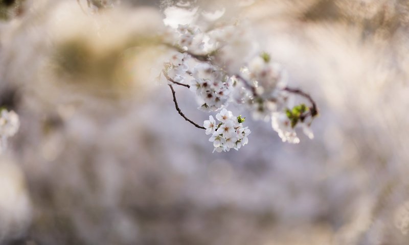 Обои ветка, природа, дерево, цветение, фон, весна, branch, nature, tree, flowering, background, spring разрешение 2048x1365 Загрузить