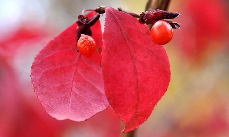 Обои природа, листья, макро, осень, размытость, ягоды, плод, nature, leaves, macro, autumn, blur, berries, the fruit разрешение 2048x1360 Загрузить