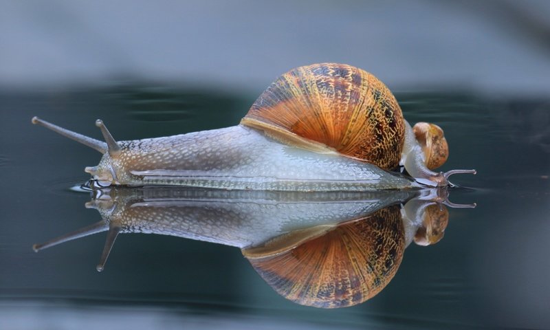 Обои макро, отражение, панцирь, улитка, рожки, macro, reflection, shell, snail, horns разрешение 3000x2000 Загрузить