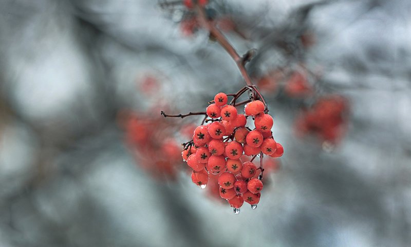 Обои ветка, природа, макро, фон, капли, ягоды, рябина, branch, nature, macro, background, drops, berries, rowan разрешение 1920x1240 Загрузить