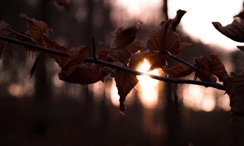 Обои ветка, солнце, лес, листья, осень, branch, the sun, forest, leaves, autumn разрешение 2800x1867 Загрузить